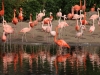 Flamingos_0022