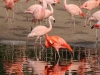 Flamingos_0024