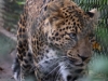 Leopard_0009