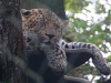 Leopard_0010