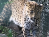 Leopards_0007