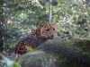 Leopardenbaby_0001