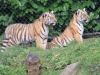 Tigerbabys_0012