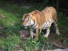 Tigerbabys_0013