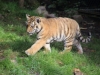 Tigerbabys_0014