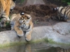 Tigerbabys_0016