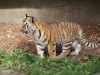 Tigerbabys_0018