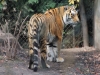 Tigerbabys_0019