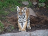 Tigerbabys_0020