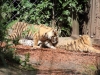 Tigerbabys_0003