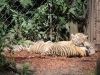 Tigerbabys_0005