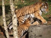 Tigerfamilie_0001