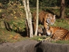 Tigerfamilie_0002