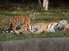 Tigerfamilie_0004