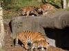 Tigerfamilie_0005