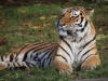 Tigerfamilie_0006