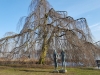 Winterlandschaft Alsterpark_0008