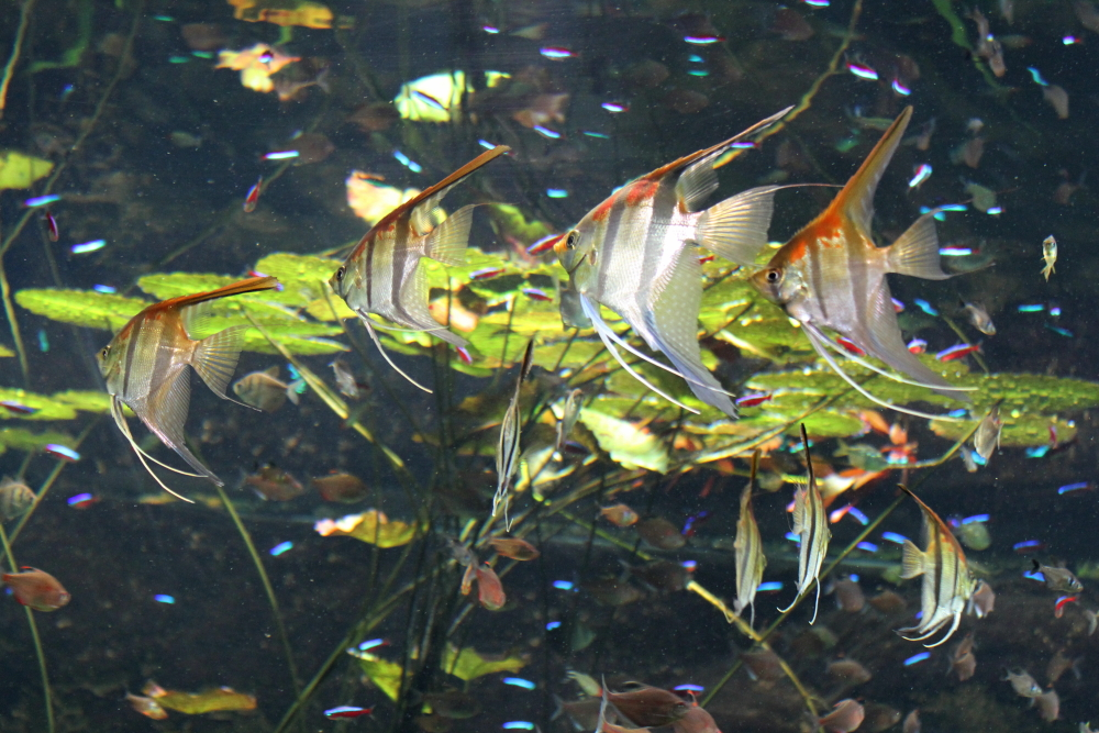Tropen-Aquarium Hagenbeck