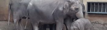 Elefantenbaby hagenbeck