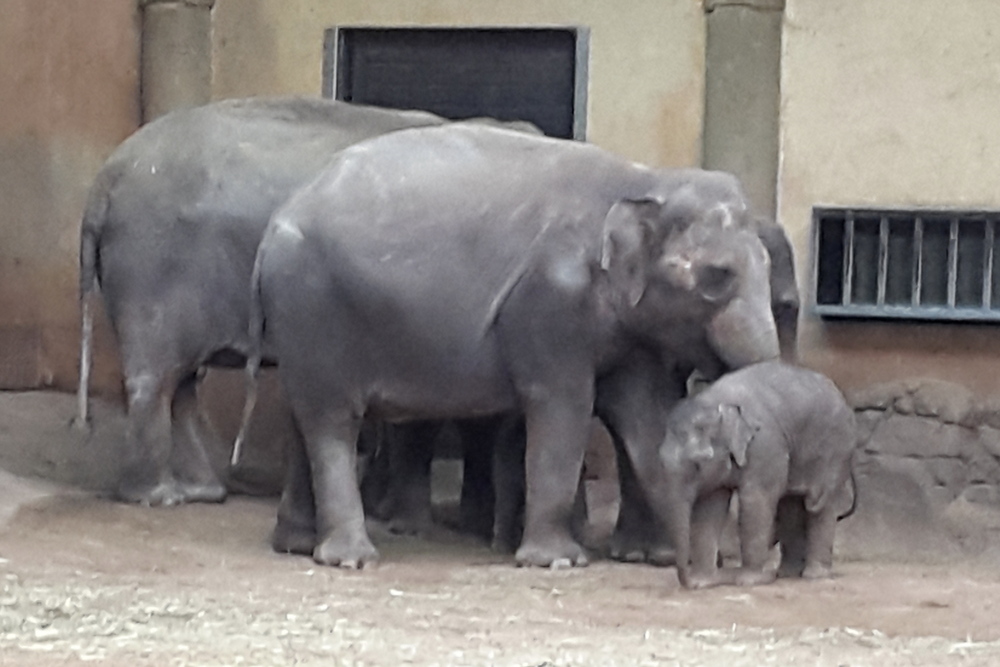 Elefantenbaby hagenbeck