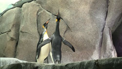 Eismeer im Tierpark Hagenbeck