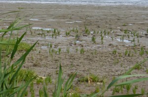 Wattenmeer