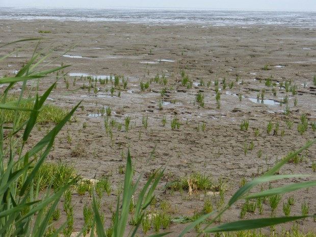 Wattenmeer