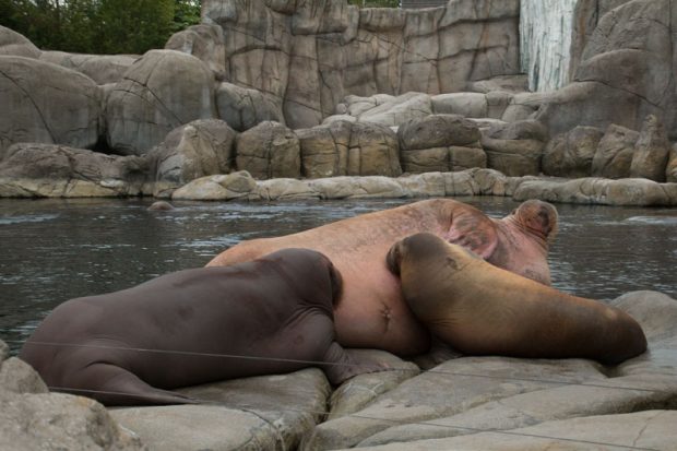 Walrosse bei Hagenbeck