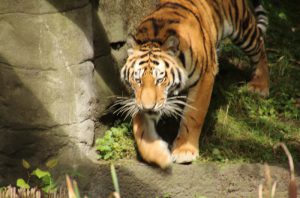 Tiger Yasha beim Tierpark Hagenbeck