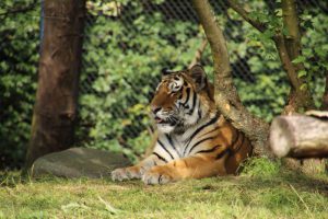 Tigerin Maruschka beobachtet ihren neuen Kollegen