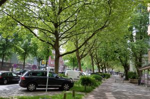 Straßenbäume im Schanzenviertel