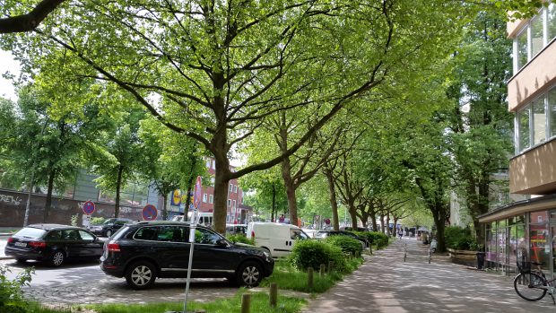 Straßenbäume im Schanzenviertel