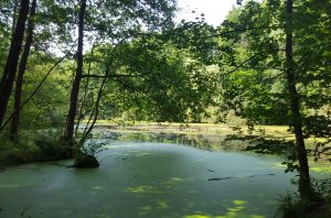 Naturschutzgebiet am Alsterwanderweg