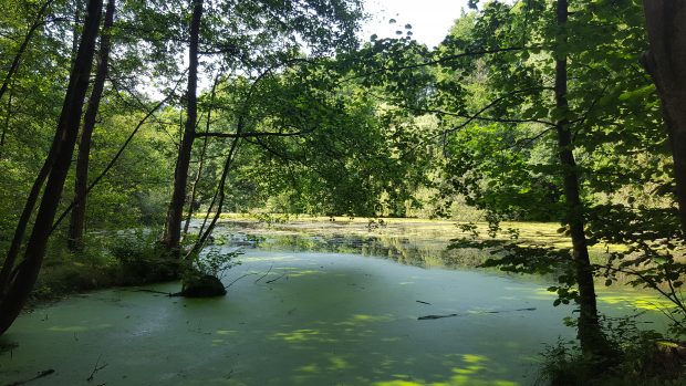 Naturschutzgebiet am Alsterwanderweg