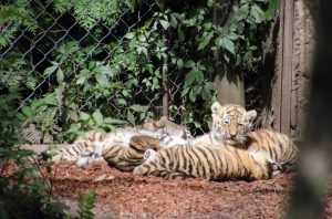 Tigerbabys bei Hagenbeck