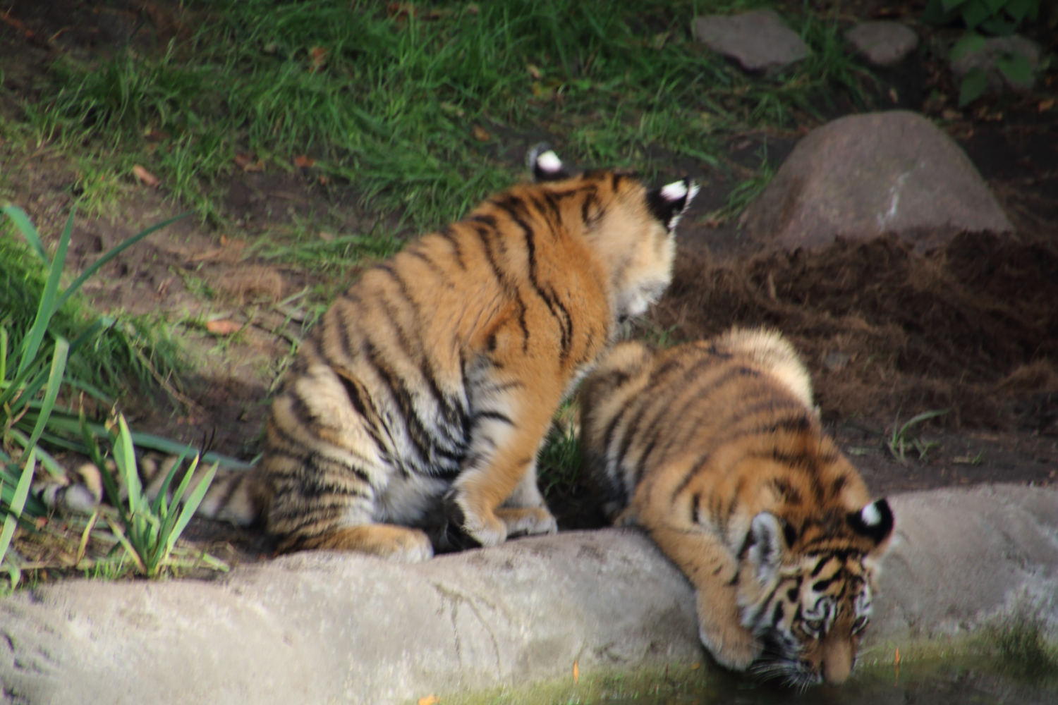 Tigerbabys bei Hagenbeck im Außengehege