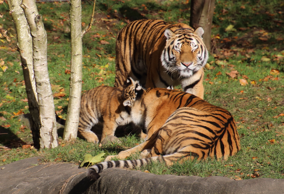 Tigerfamilie bei Hagenbeck