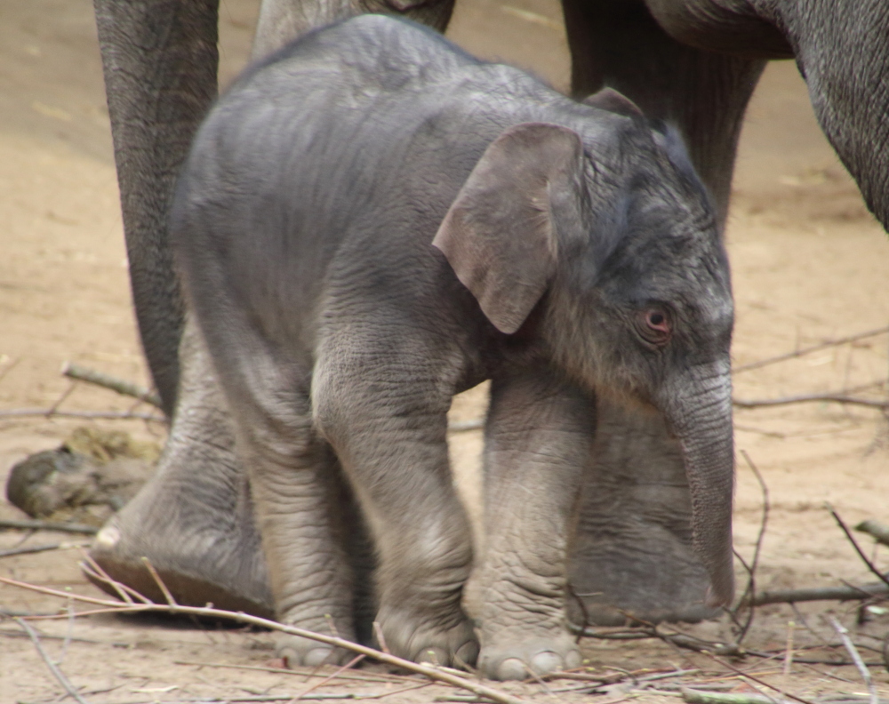 Elefantenbaby bai Hagenbeck