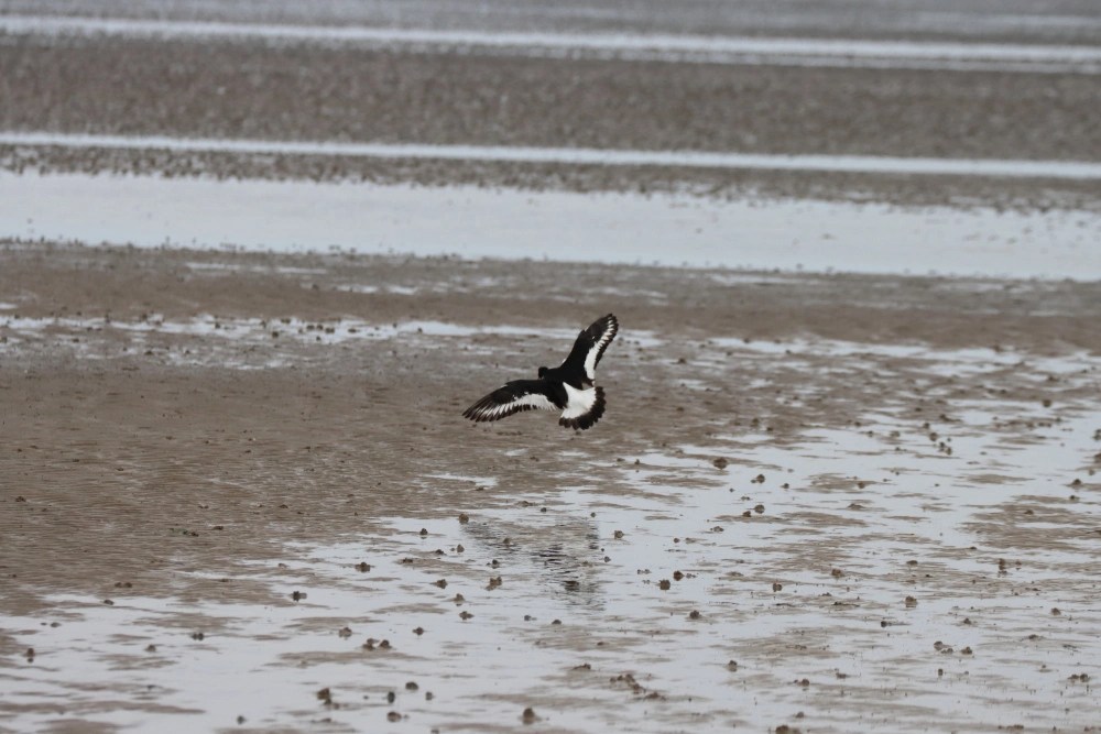 Naturpark Wattenmeer