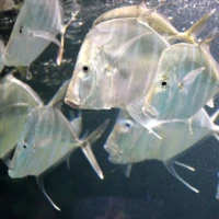 Tropen-Aquarium Hagenbeck