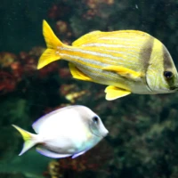 Tropen-Aquarium Hagenbeck