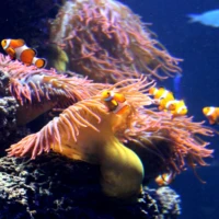 Tropen-Aquarium Hagenbeck