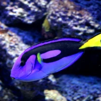 Tropen-Aquarium Hagenbeck