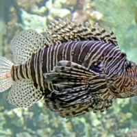 Tropen-Aquarium Hagenbeck