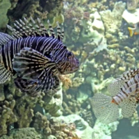 Tropen-Aquarium Hagenbeck