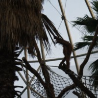 SONY DSC